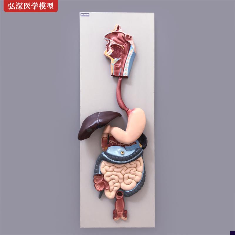 人体消化系统模型胃肠肝胆解剖结C构造幼儿园科学教学模具医学教