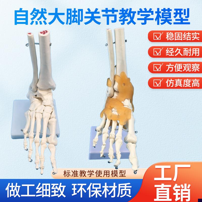 脚关节模型仿真人体踝关节模型带韧I带脚骨标本模型教学用医用