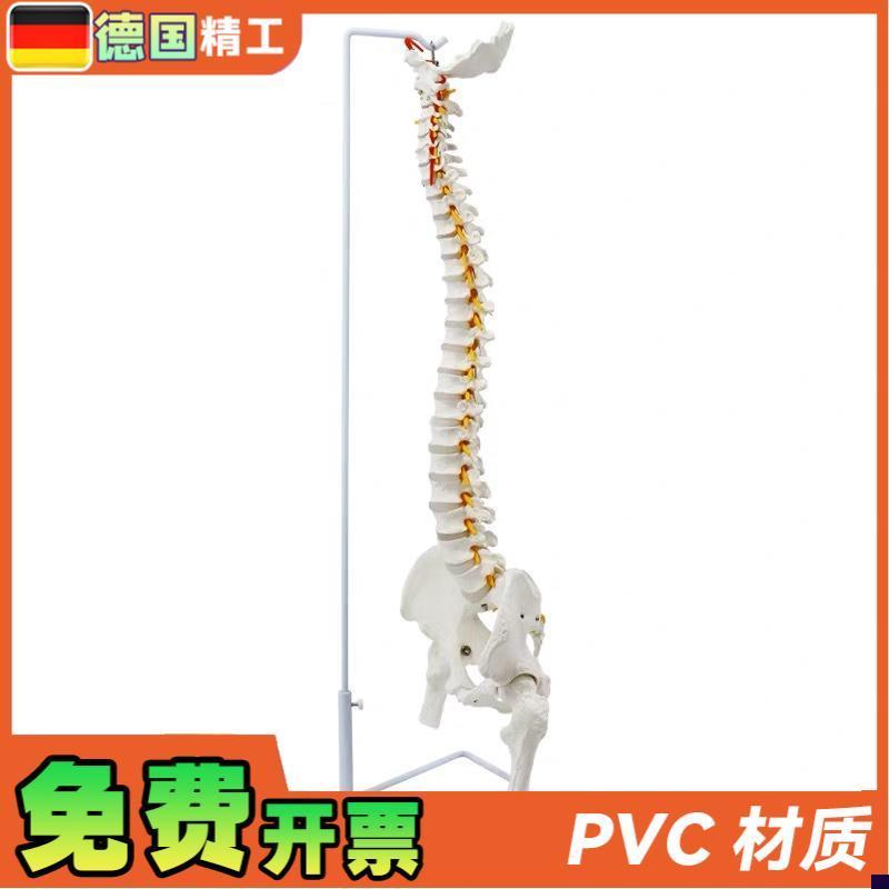 德国】成人85cm人体脊柱神经骨盆骨H骼模型腰椎可弯曲正骨教学标