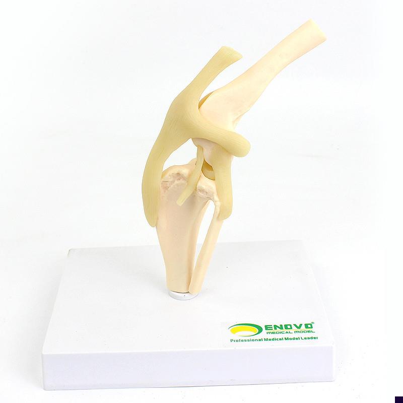 颐诺ENOVO狗犬膝关节模型犬y关节韧带骨头动物骨骼标本骨质疏松宠
