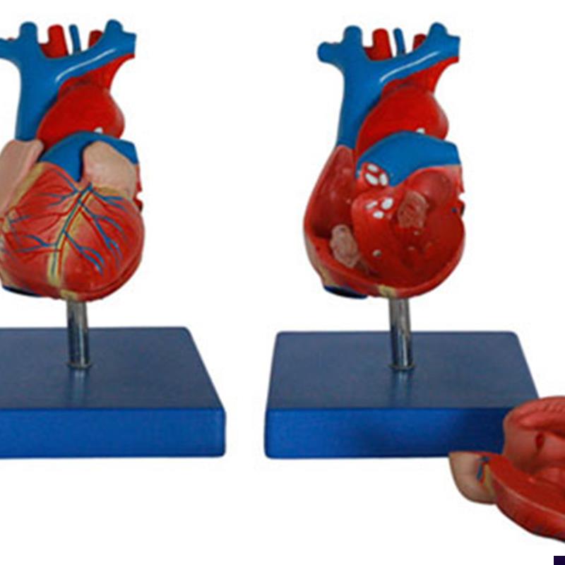 新型自然大u心脏解剖模型