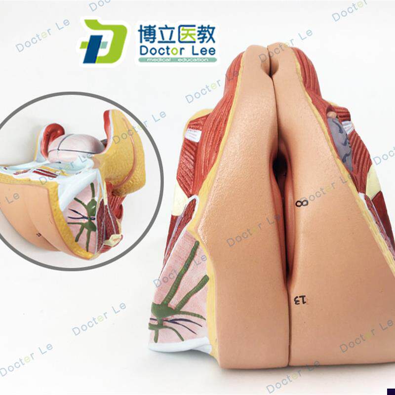 正品女性内生殖器官模型子宫z卵巢生殖结构生殖器层次解剖模型