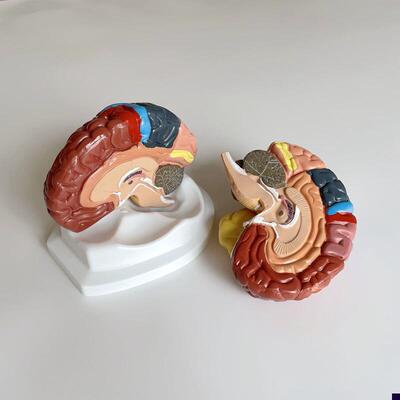 康泰医学模型大i脑皮层功能区脑干垂体神经感觉躯体运动言语中枢