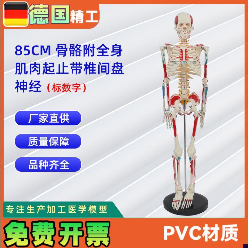 85CM附全身肌肉起止带椎间w盘神经骨骼模型标数字人体骨骼模型教