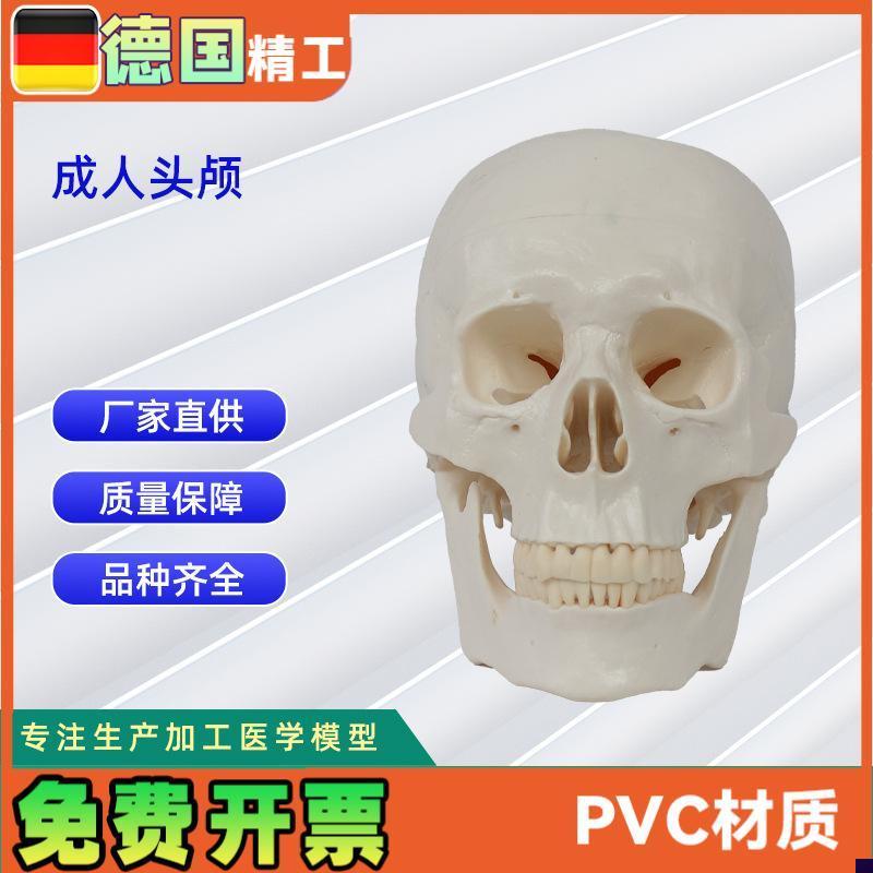 成人头颅20*14.5*17.5BCM医学人体头骨模型骨科教学模具