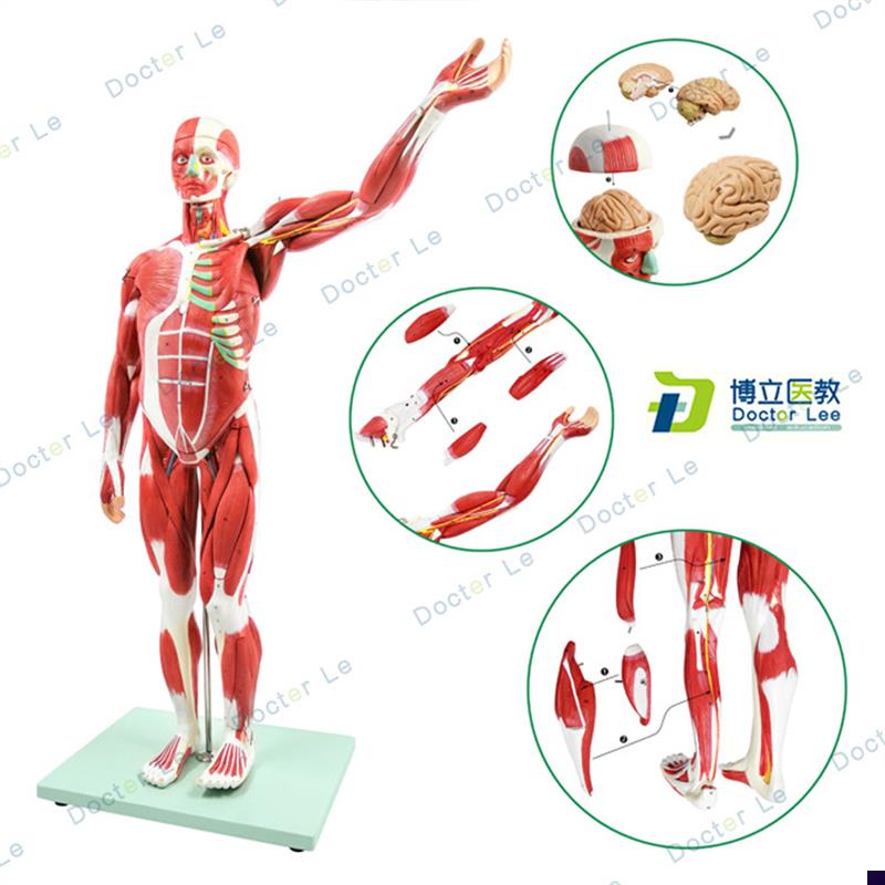 人体肌肉模型美术仿真骨骼肌肉组F织解刨模型健身医用教学模型