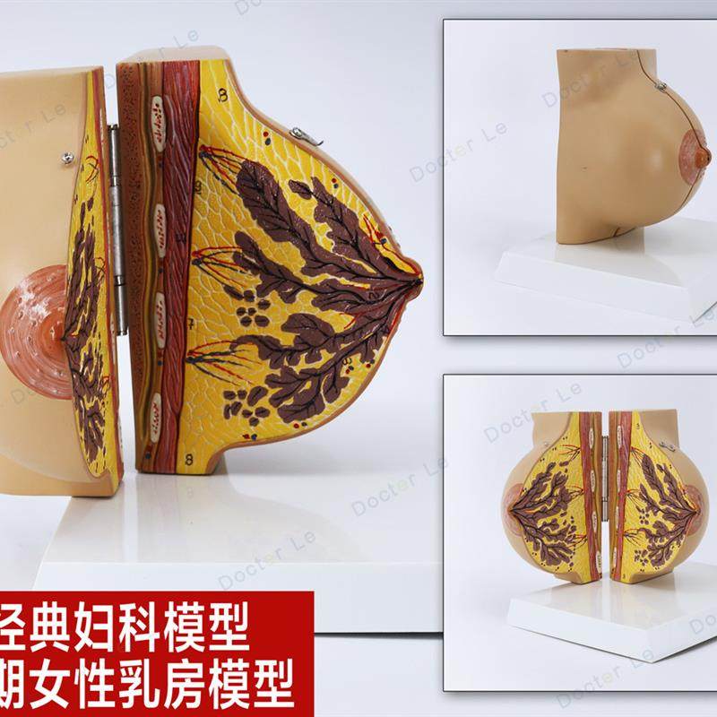未孕女性静止期女性乳房模型乳A房解剖丰胸乳房美容妇科示范模型