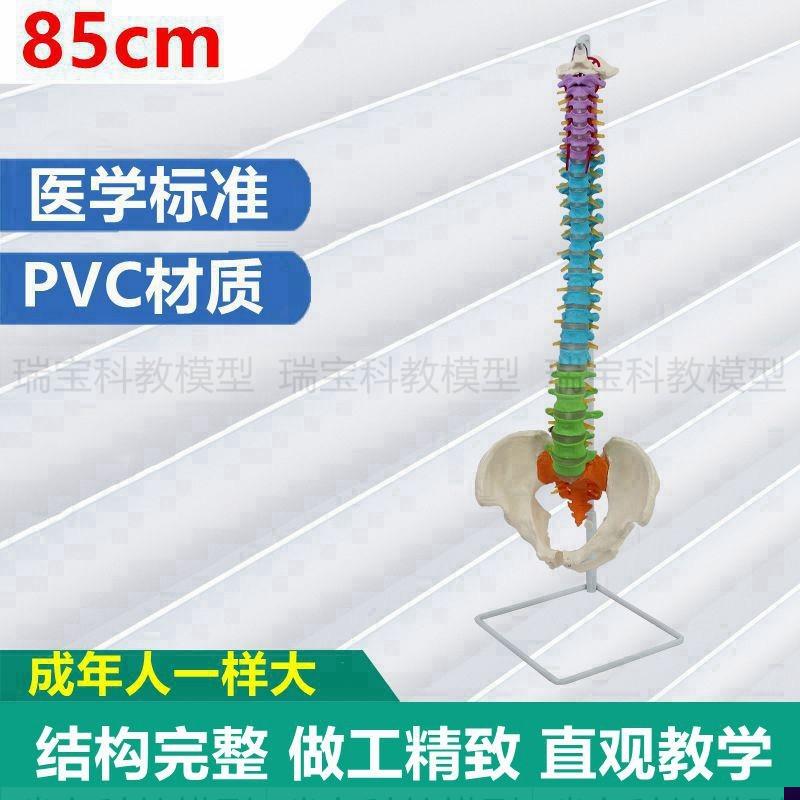 1:1脊椎模型医用脊柱自t然弯曲肌肉起止点彩色区分正骨中医专瑜伽