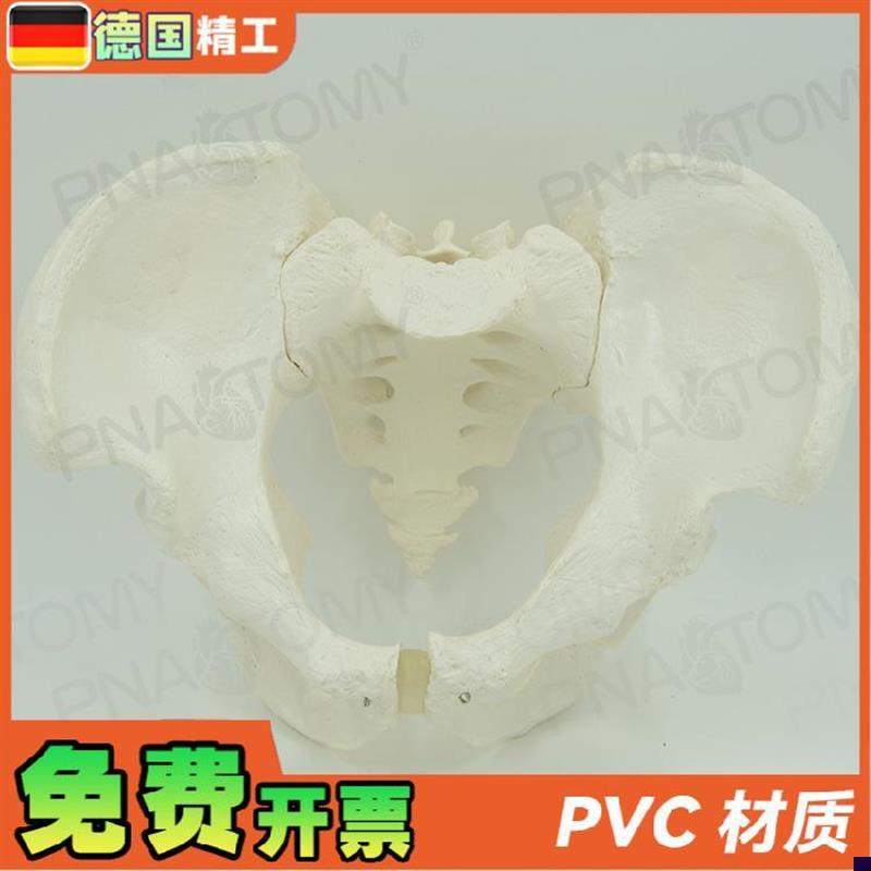 德国】人体男性骨盆骨骼骨架模C型1比1大小教学正骨骨科教具