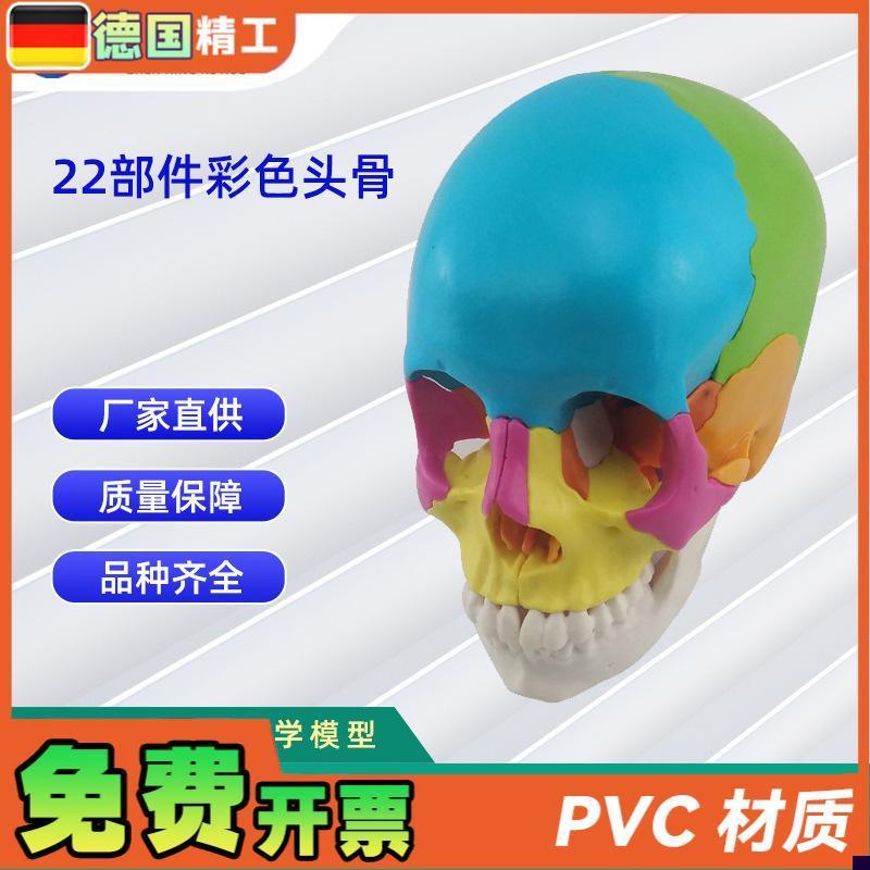 22部件拼装人体头骨模型彩色颅骨解刨模N型可拆解人体头骨模型