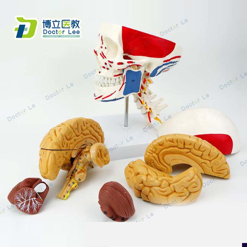 医学人体头颅脑肌肉o大脑模型颅脑神经科解剖头骨模型1:1