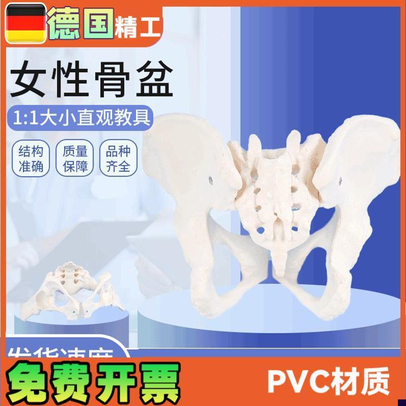 女性骨盆c模型1比1女盆腔关节骶骨耻骨结构妇产科展示教具骨骼解