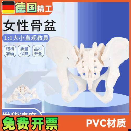 女性骨盆c模型1比1女盆腔关节骶骨耻骨结构妇产科展示教具骨骼解