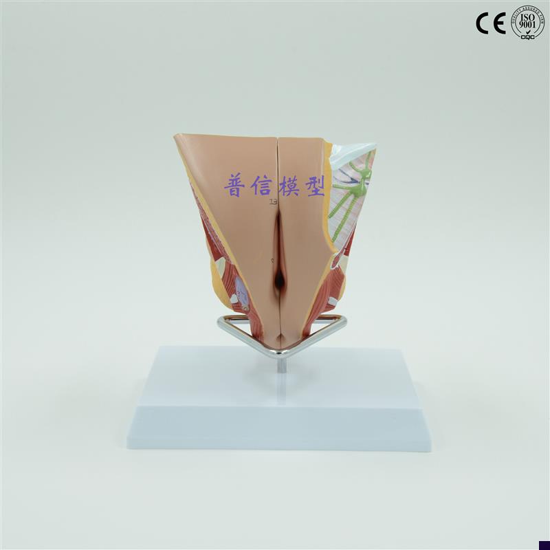 普信女性内外生殖器系统模y型睾丸模型计划生育用品子宫模型
