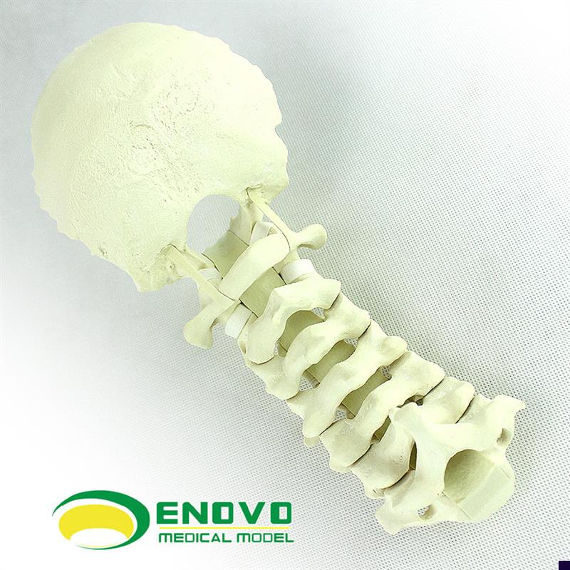ENOVO颐诺人体颈椎后路系统手术PCF操作仿真骨SawbonZe骨科模型