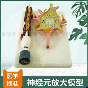 神经元模型神经细胞人体神经微B细结构髓鞘胞体细胞核医用教具