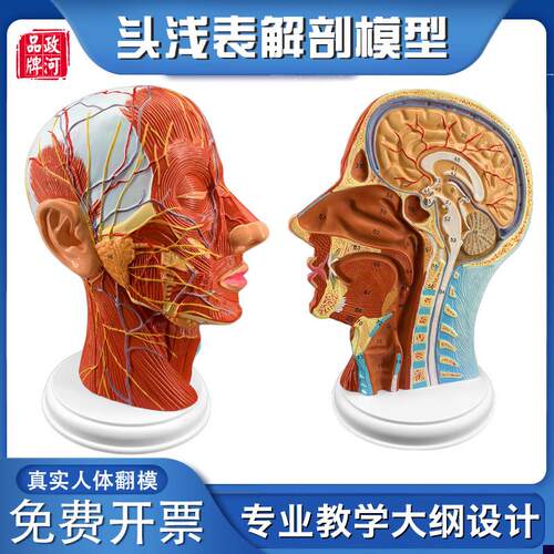 政河人体头浅表结构解剖模型脑袋B表层血管神经矢状医院学校教学