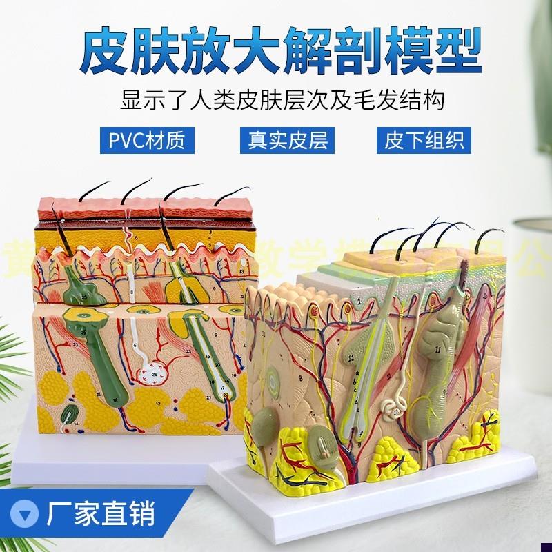 人体皮肤结构解剖模型组织层次放大皮肤构造具微整形演Z示美容教
