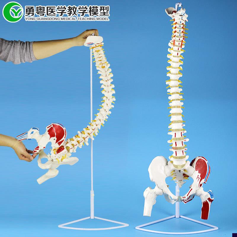 成人一比一人体脊椎带肌肉x起止点模型可弯曲按摩理疗教学模型
