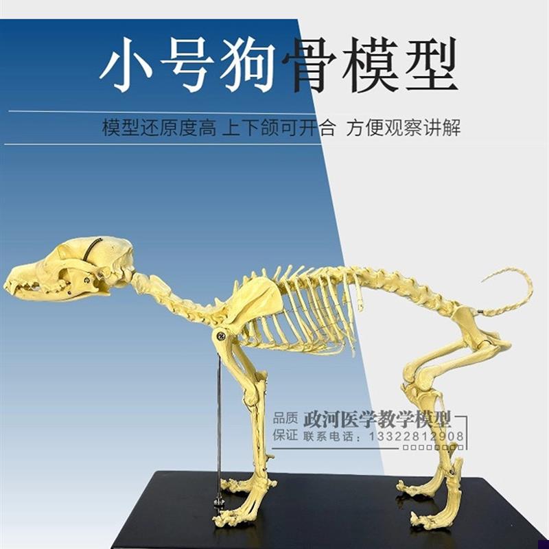 宠物骨科器械狗骨骼标本模型全身动物狗猫犬O教学骨架骨骼骨头模