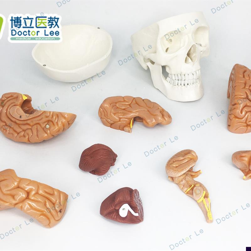 1比1大小人体头颅骨模型头骨模J型脑解剖大脑模型医用