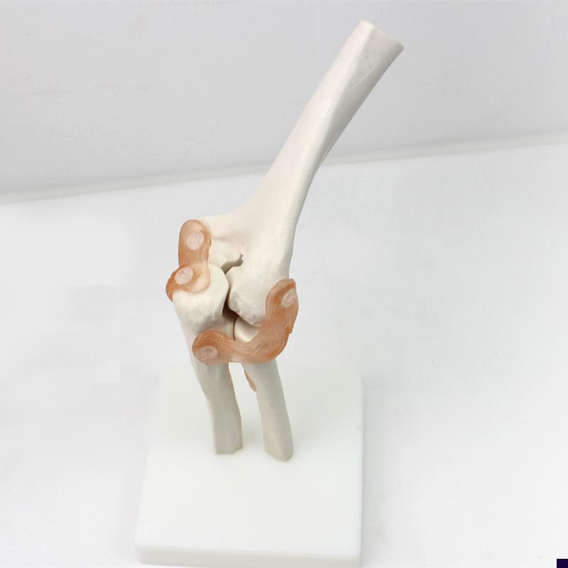 ENOVO颐诺医学肘关q节模型桡关节人体骨骼标本六大关节教具健康运