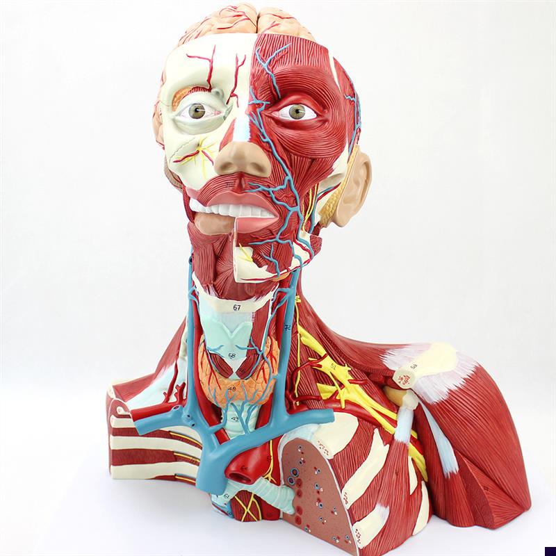 ENOVO颐诺医学人体头颈肌肉神经脑动H脉颅脑结构大脑模型面部解剖