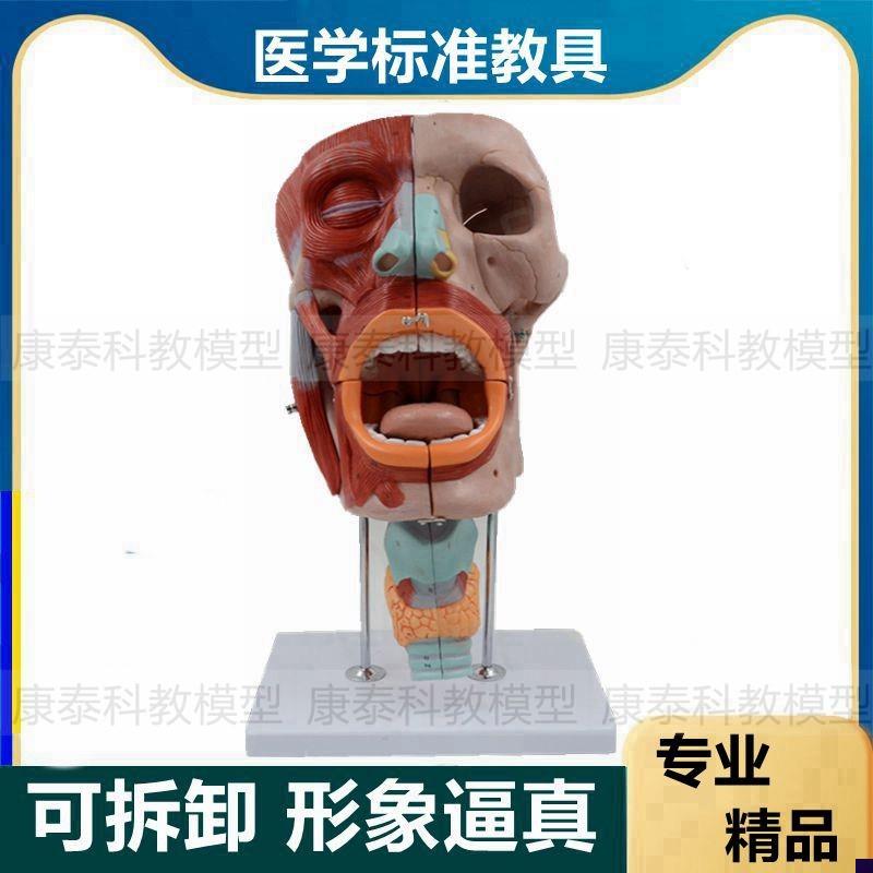 面部肌肉整形美容教学口腔牙齿舌头鼻腔咽喉咙解剖会厌Z气管五官