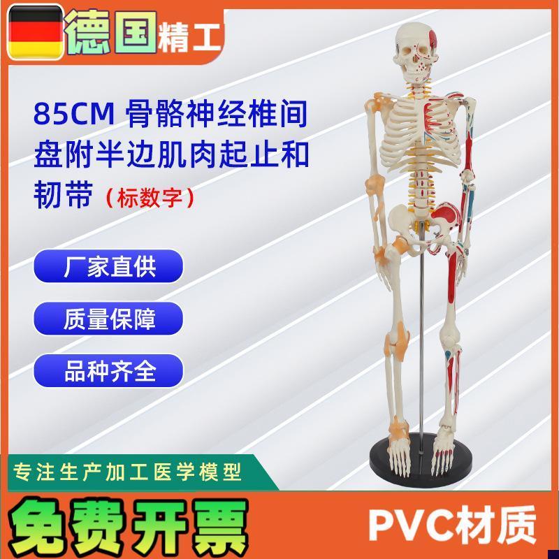 85CM骨骼神经椎间盘附半边肌肉起止标H数字和韧带人体骨骼模型教