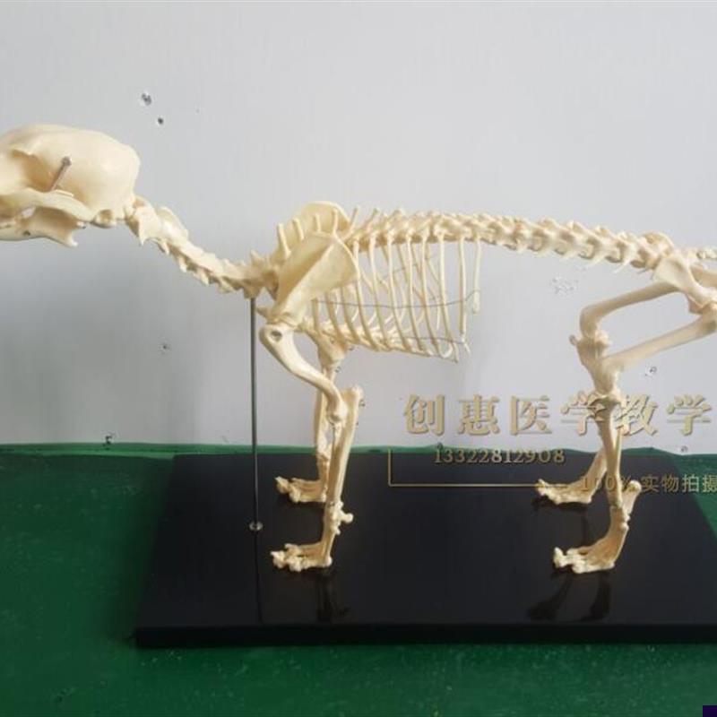骨科器械狗骨骼标本模型宠物动物D狗猫犬教学骨架骨头骨骼模型
