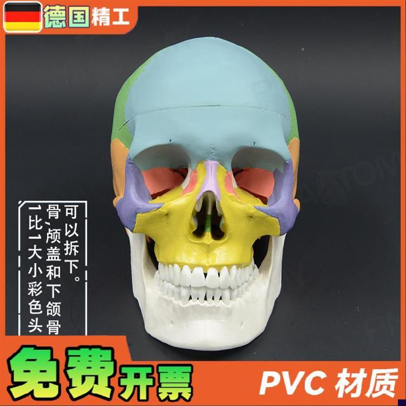 彩色头颅骨模型1比1可拆口腔美容整形头骨解剖模型W牙科展示骷髅