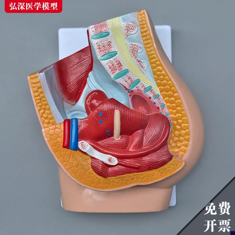 女性生殖系统模型人体腹部盆腔矢状切面H解剖医学教学模具妇产教