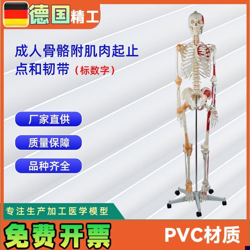 成人人体医e学骨骼176CM附半身肌肉起止点加半身韧带骨骼标数字