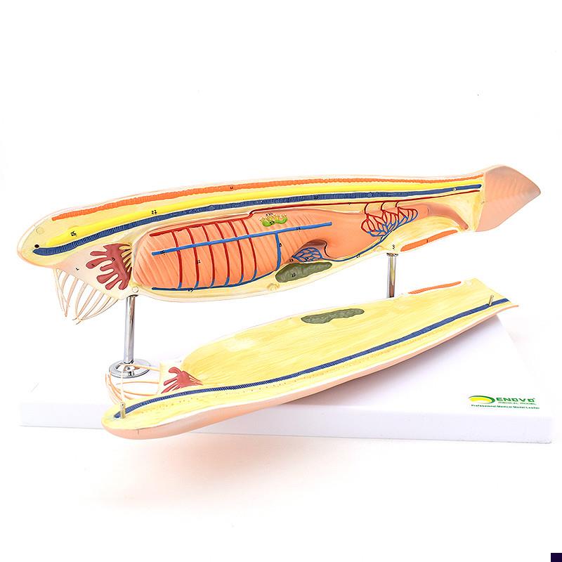 ENOVO颐诺文昌鱼模型蛞蝓鱼脊索动物文昌鱼纲文昌鱼目Z脊索动物门