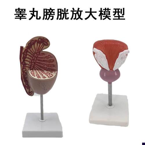 男性睾丸模型睾丸结构生殖泌尿解剖模型自然大膀Z胱解剖模型