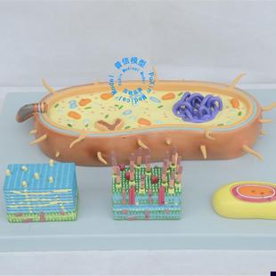 普信细菌b模型细胞核模型染色体模型生物教学模型鞭毛模型