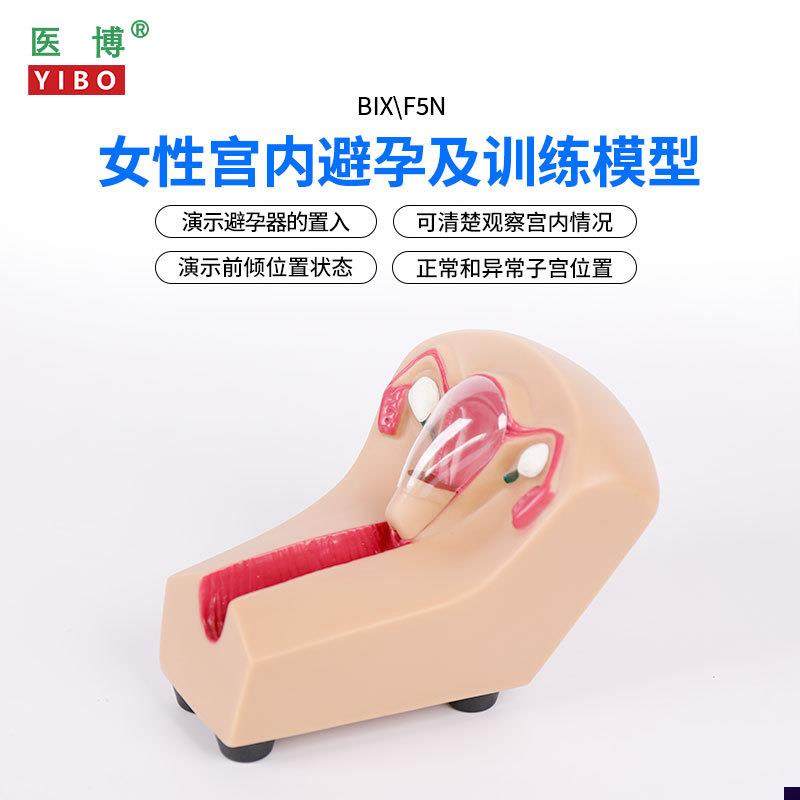 医博BIX-F5N女性宫内避m孕器训练模型子宫生殖器官教学模具上环取