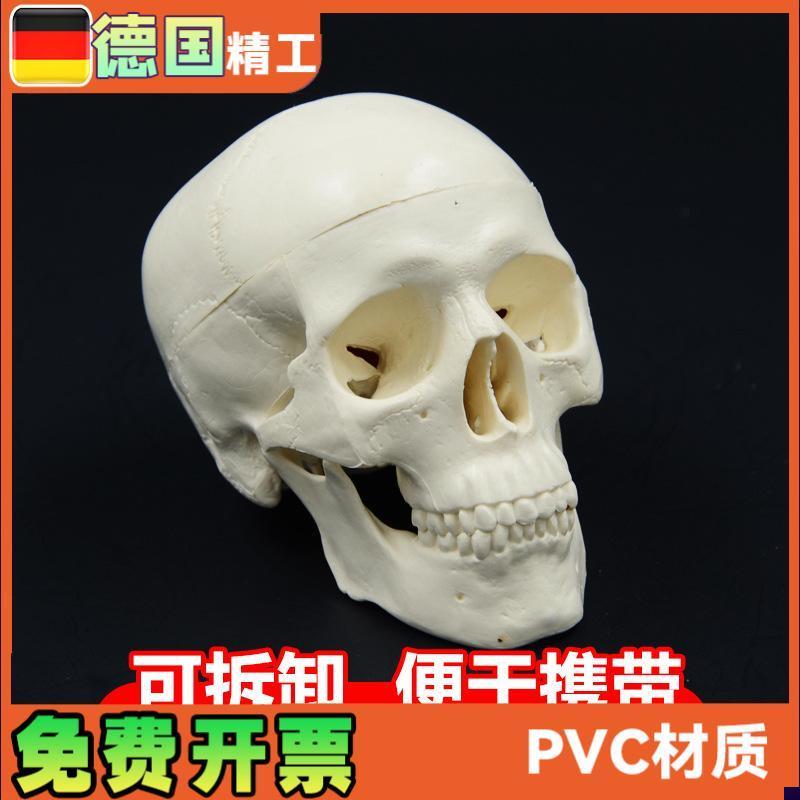 头骨模型艺术写生雕塑口腔学头颅骨G教学可拆塑料骷髅头美术用