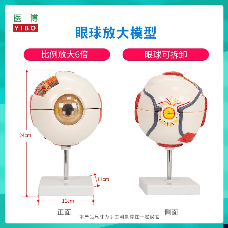 医博人体眼球模型眼睛眼球结构解刨模型放大6倍医用人体眼H球模型