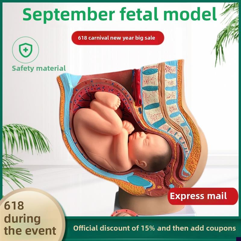 骨盆妊娠9个月E胎儿模型分娩直观