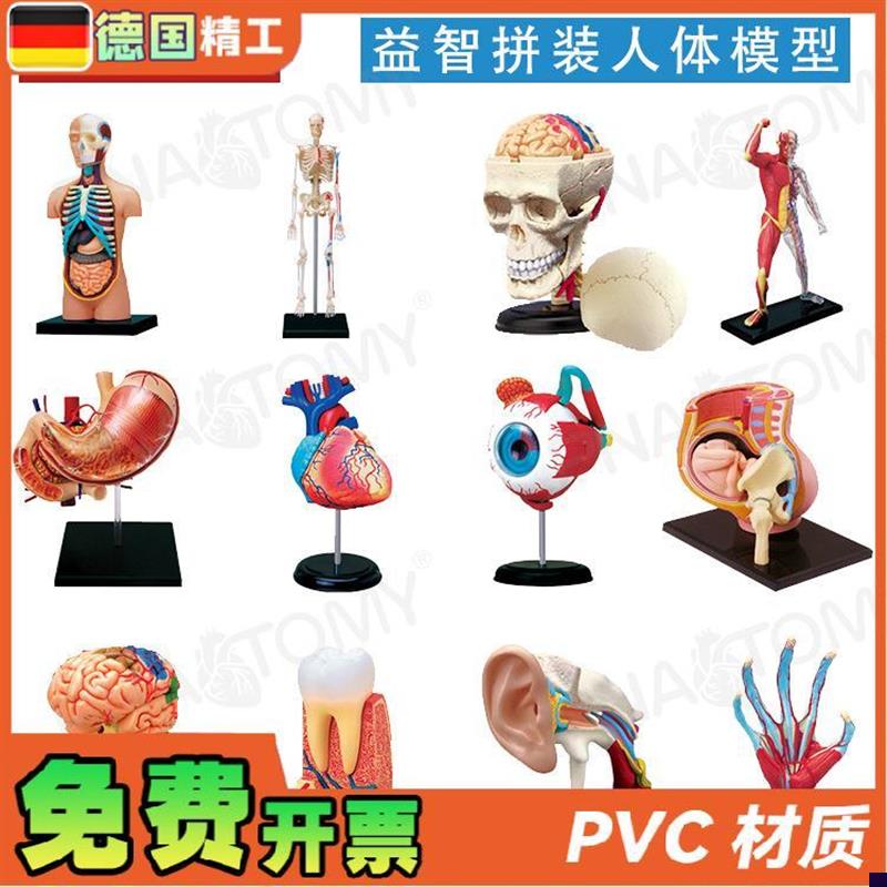 德国】4DMASTER少儿科普人体解剖模型拼装玩具礼品DI.Y身体构造