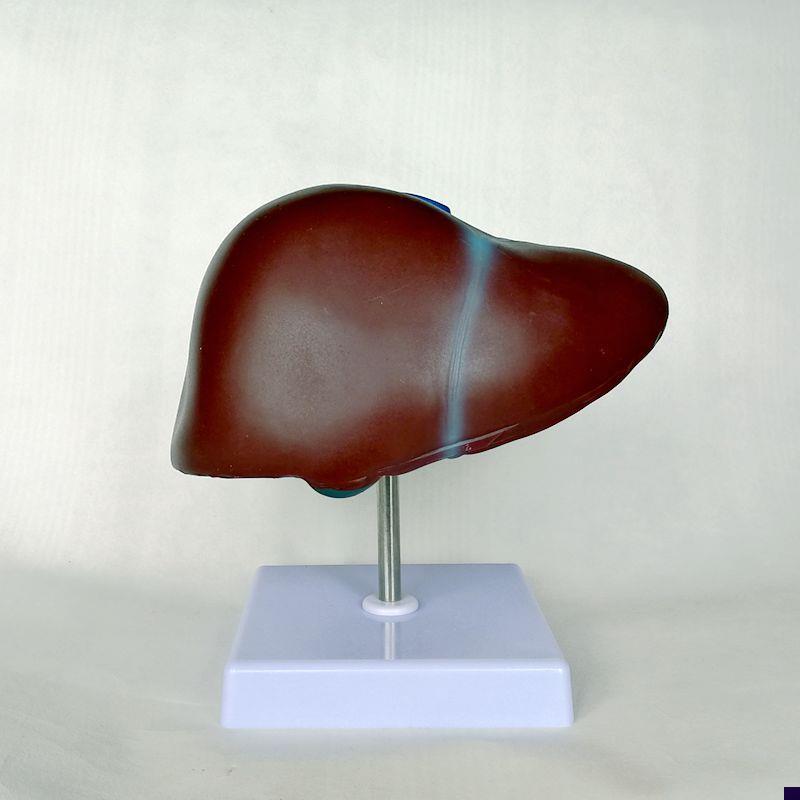 1:1肝脏模型肝胆管血管分布消化内脏医用解剖教具仿X真塑胶器标本