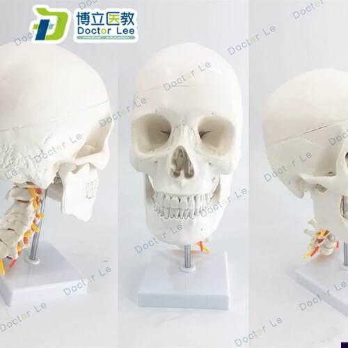 白色人体头颅骨模型头骨色性分离模型11仿S真头骨带颈椎模型