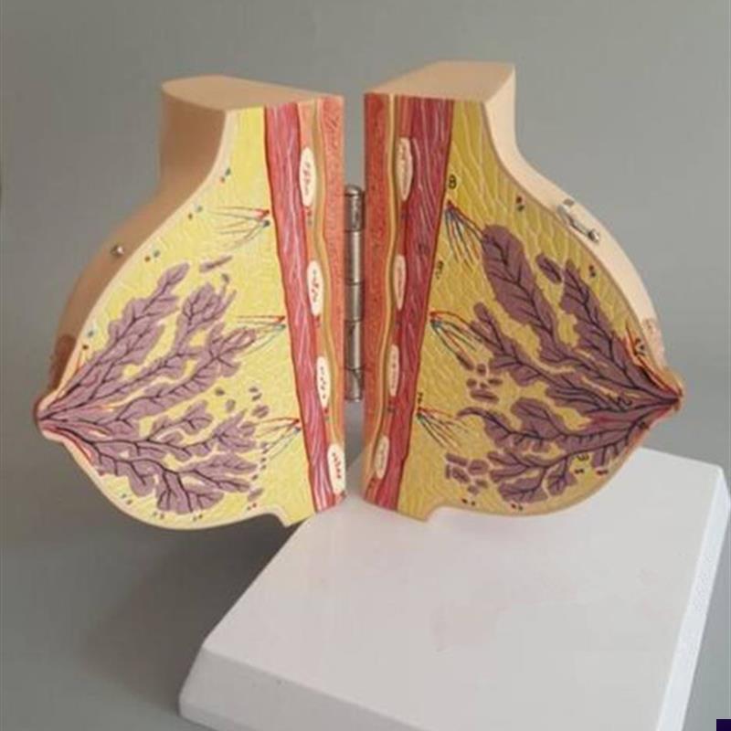 哺乳期女性乳房解剖模型人体胸部模F具剖面结构妇科示教教学标本