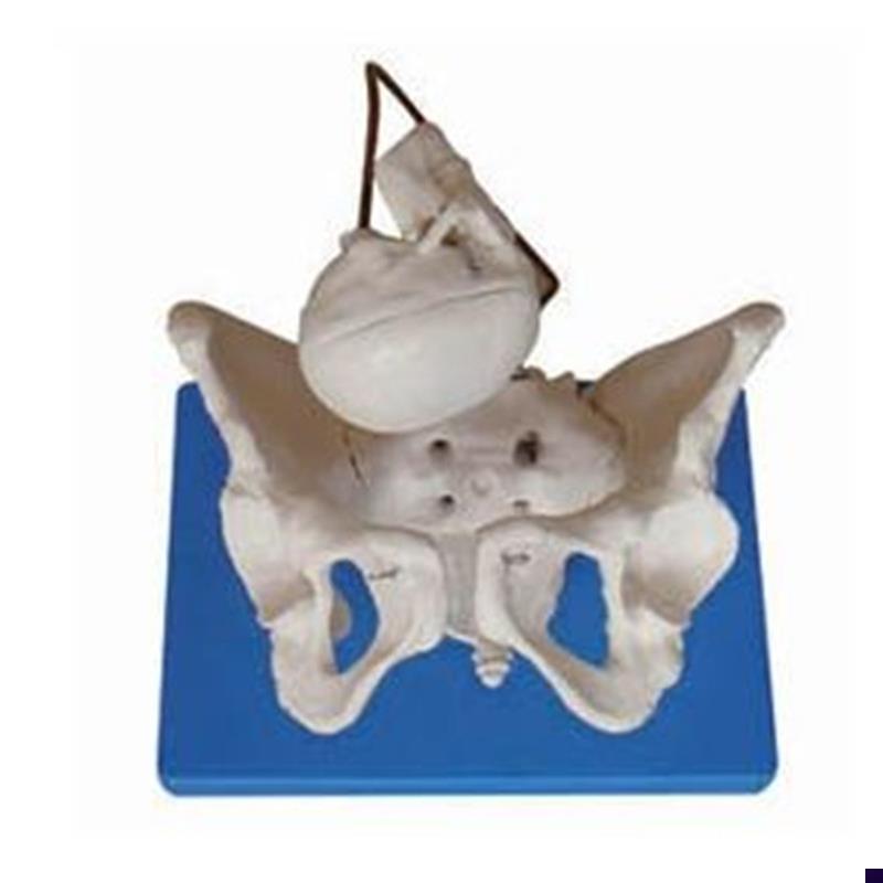 胎儿助产示教模型女性盆骨模型分娩骨盆模型分娩示.教骨盆模型