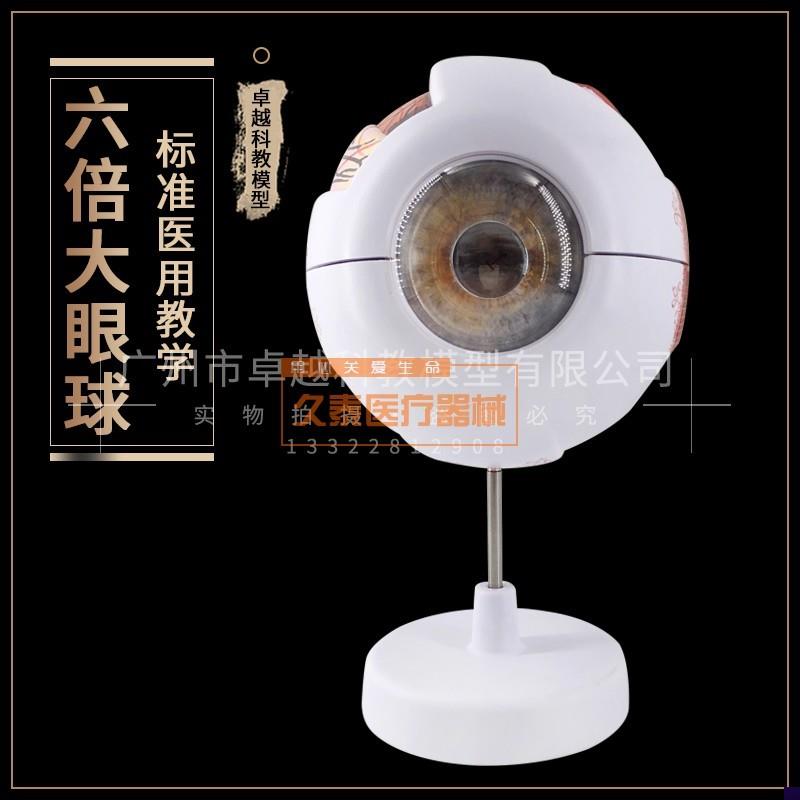 球模型眼球结构眼构v造模型教学医学演示生物器材