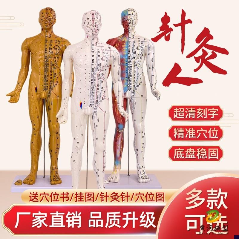 6085cm高清中医针灸穴位模型图教学全身十二经络V人体解剖小铜人