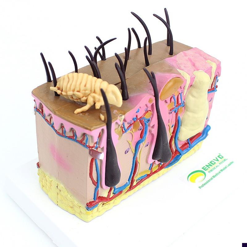 ENOVO颐f诺狗皮肤模型犬跳蚤咬伤犬皮肤宠物狗皮肤解剖模型