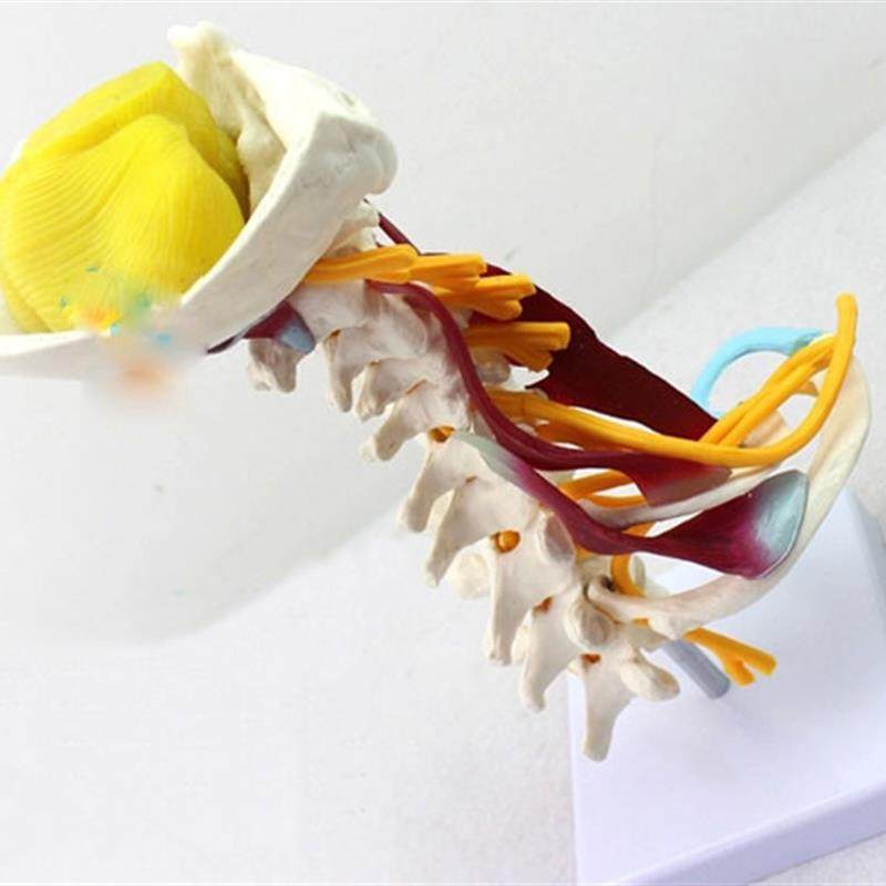 颈椎附肌肉骨g骼人体模型脑干枕骨寰椎七节颈椎两节胸椎软骨模具