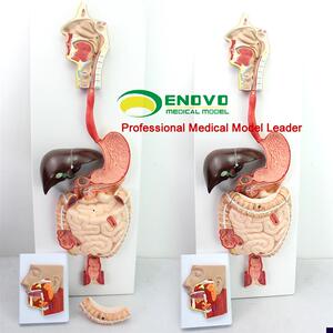 颐诺正品医用人体消化系统模型消化H道消化腺模型人体解剖系统